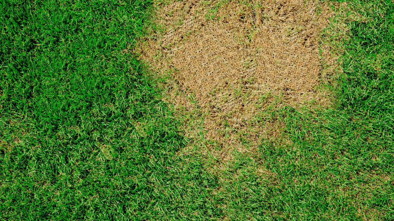 A large patch of dry, brown grass surrounded by healthy green lawn.