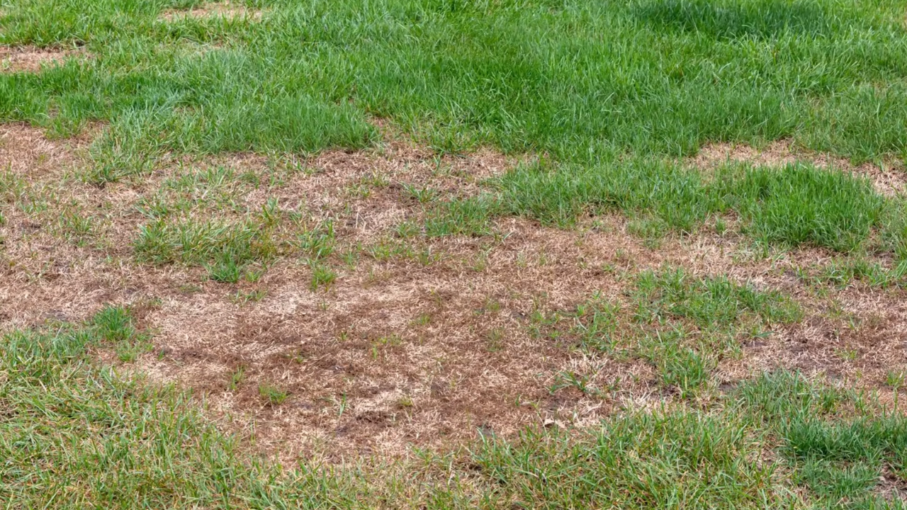Large brown patches of dead-looking grass surrounded by green grass on a lawn.