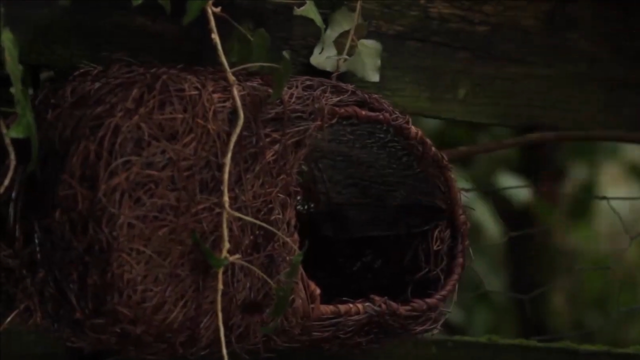 A small woven roosting pocket hanging on a wooden fence next to ivy vines.