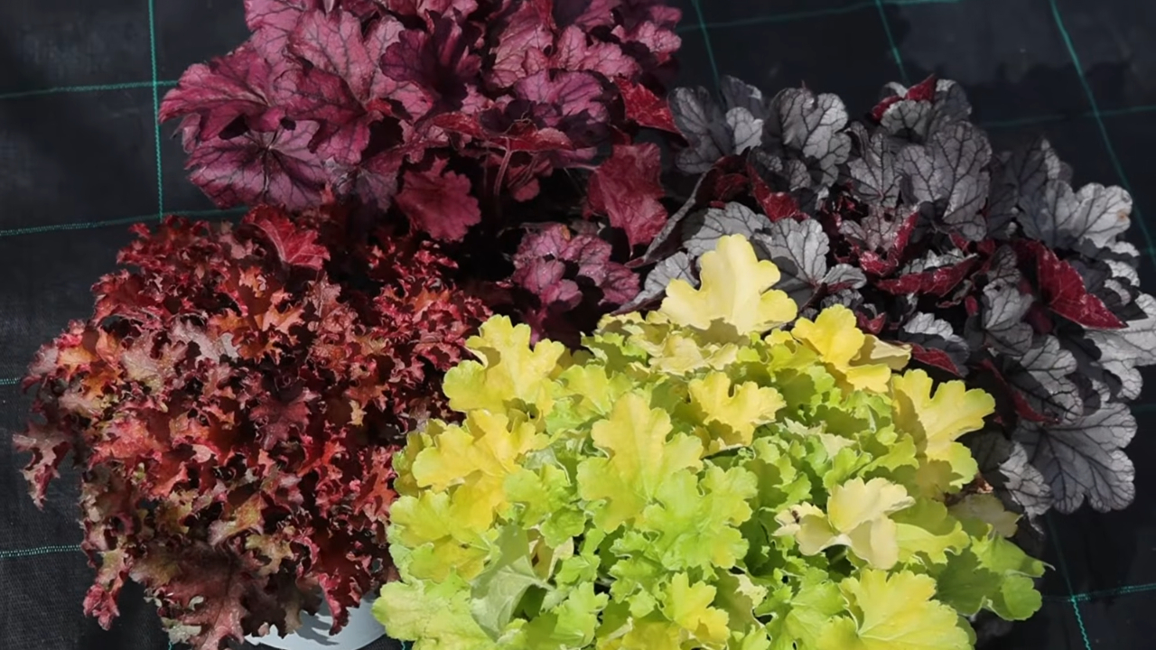 Four coral bells plants with red, purple, silver, and lime-green leaves.