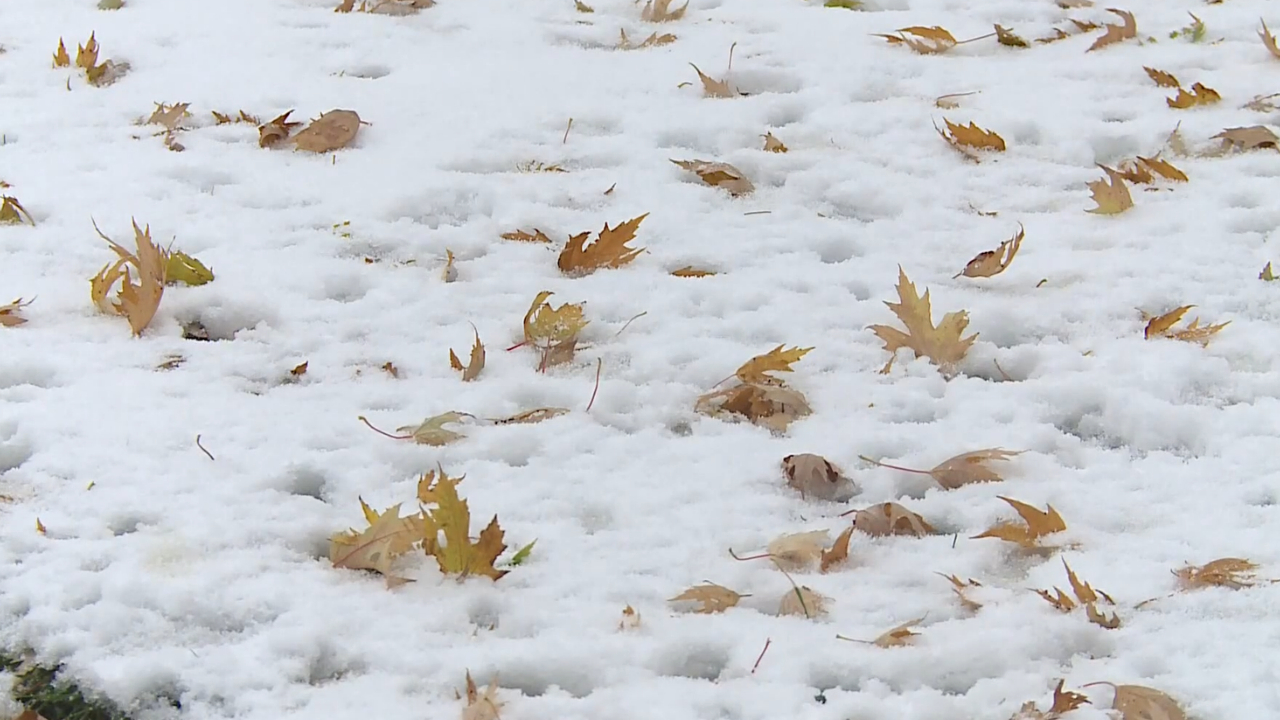 Fallen autumn leaves scattered across a lawn covered with fresh snow.