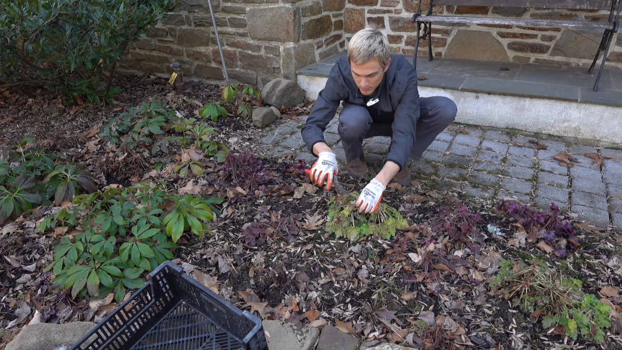 A gardener clears dead leaves and debris around coral bells in a garden bed.