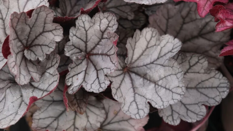 How to Protect Coral Bells From Frost and Keep Them Alive Through Winter?