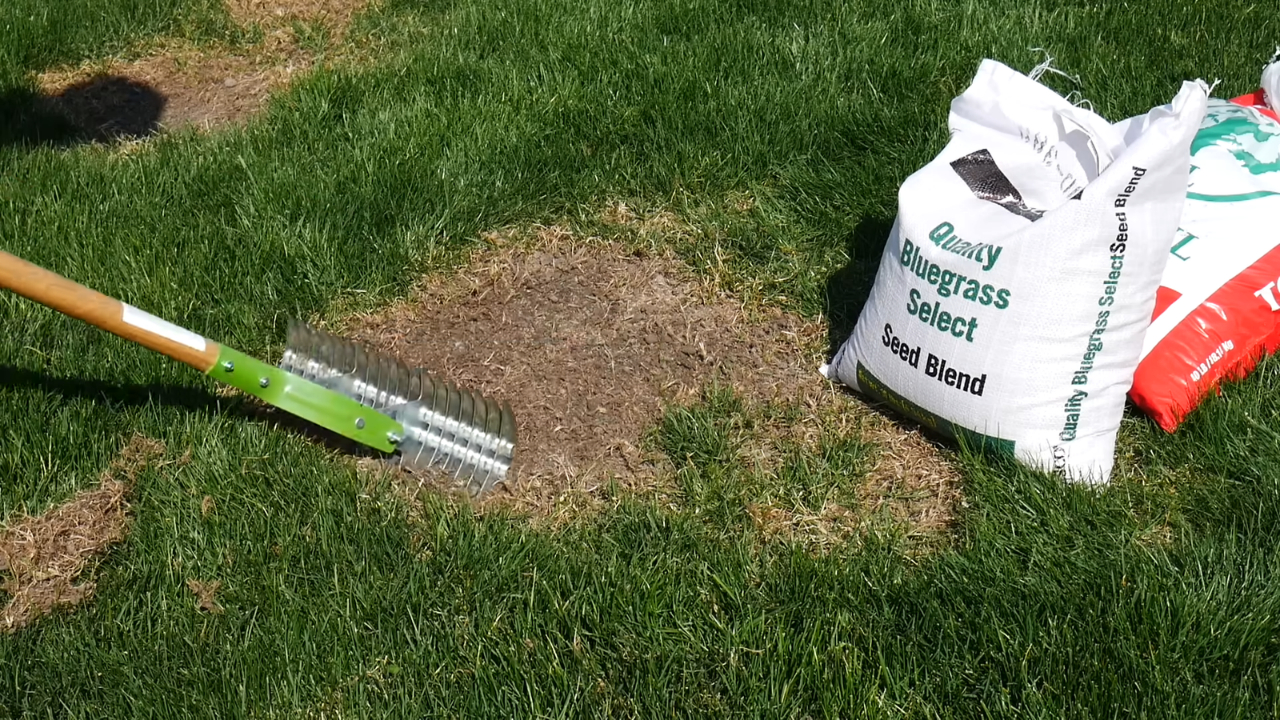 A lawn rake beside a bare patch of soil with bags of grass seed ready for reseeding.