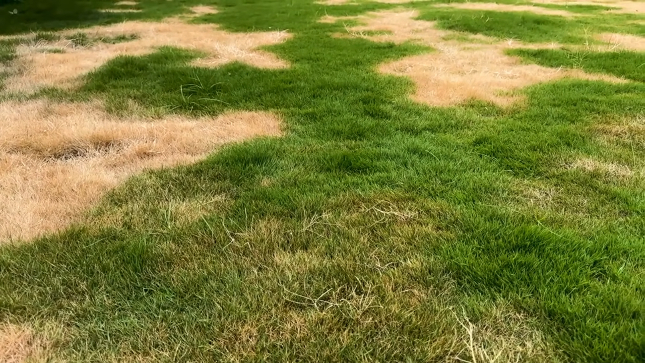 Brown patches of dry grass scattered across an otherwise green lawn.