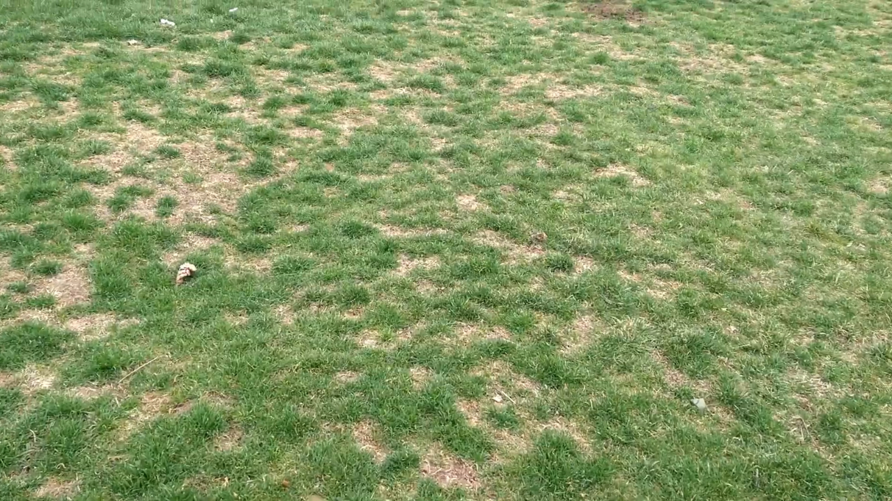 A patchy lawn with green grass and scattered areas of dry, brown grass.