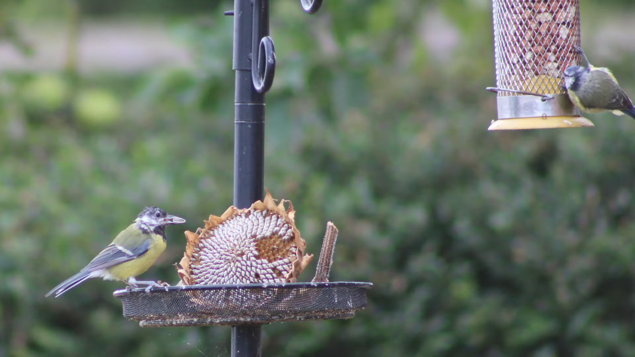 Two small birds perch beside a dried sunflower head and a seed feeder.