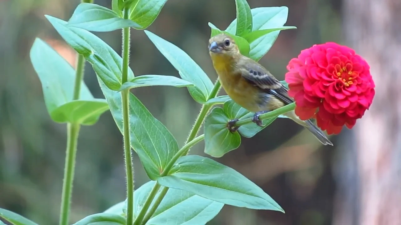 A small goldfinch perches beside a bright pink zinnia flower in the garden.