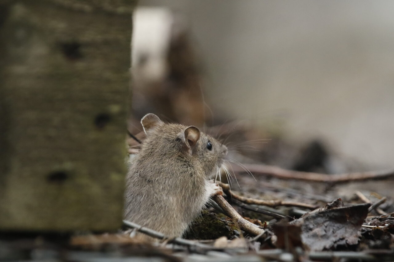 Brown mouse sitting beside weathered wood and dry leaves