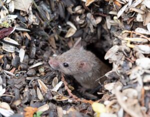 Mouse peeking out of a small hole