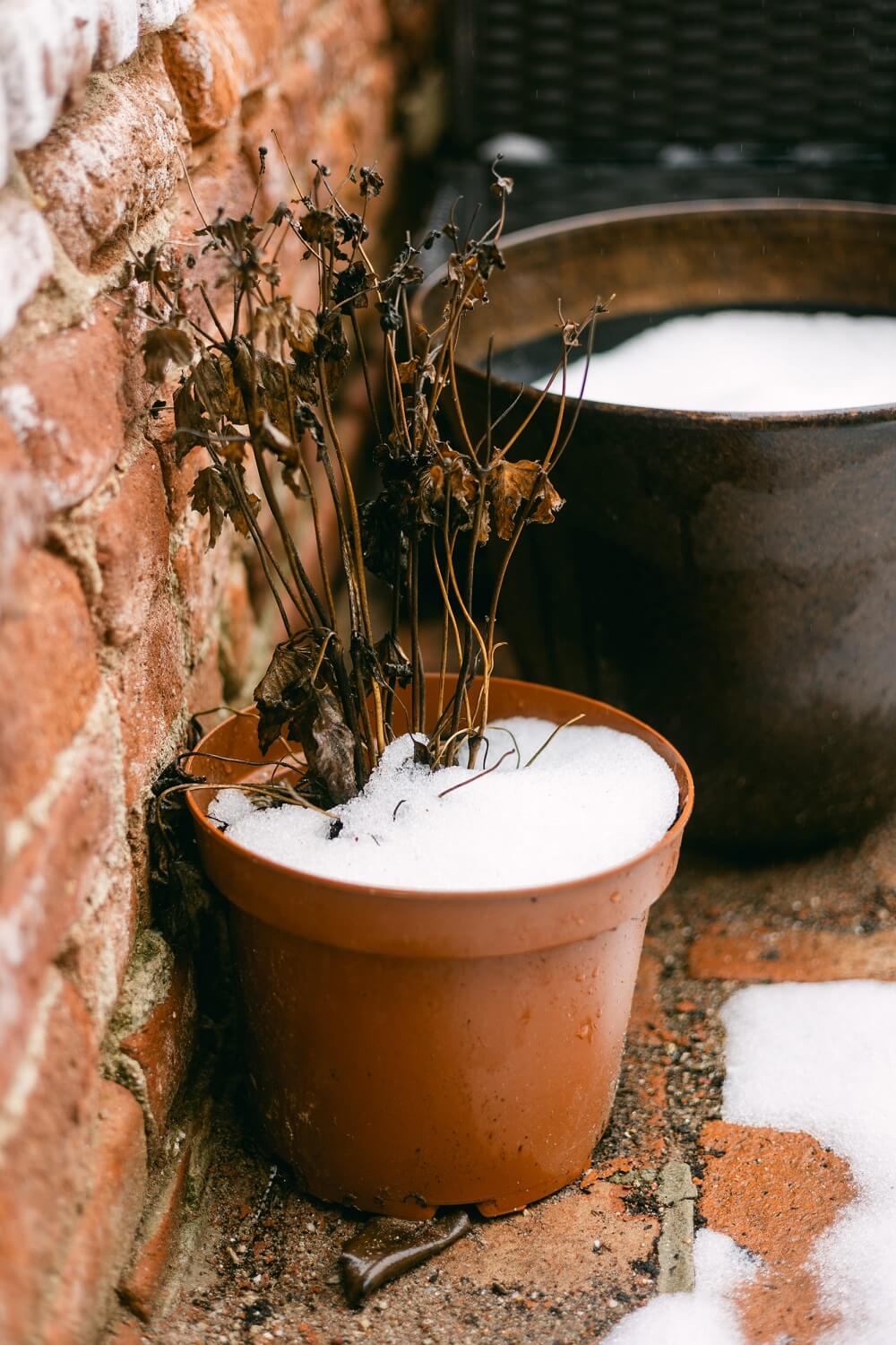 Dry plant stems rising from a snow-covered orange pot beside a brick wall