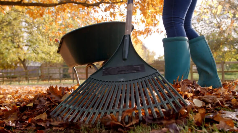 Should You Rake Leaves Off the Lawn Before Snow? The Snow Mold Question