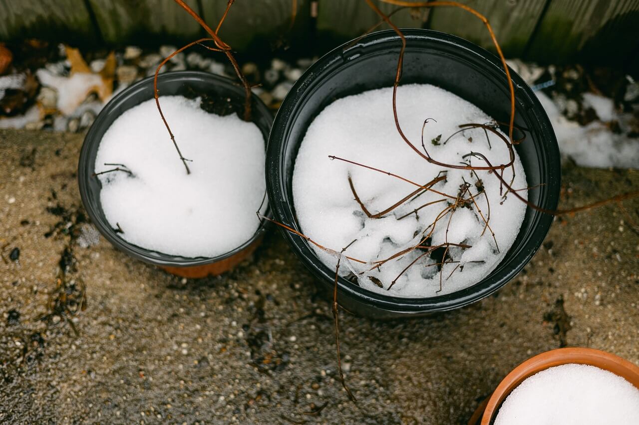 Snow-filled plant pots with bare stems on a paved patio