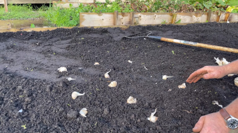 Still Time to Plant in October? What Goes in the Ground After the First Frost 
