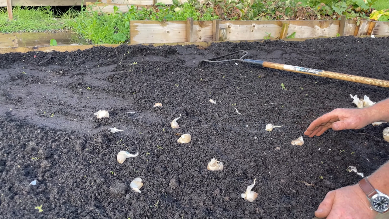 Garlic cloves spaced across a raised garden bed before planting in the soil.