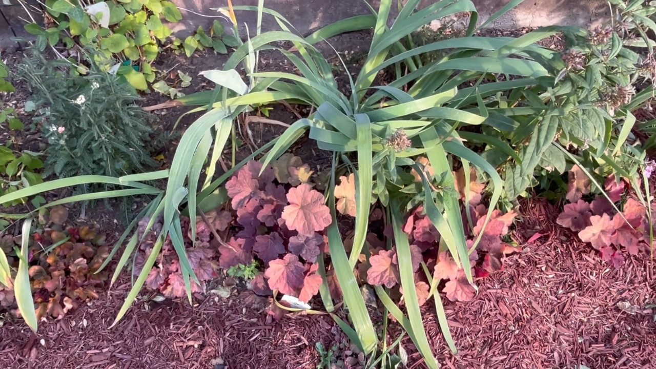 Pink and purple coral bells grow among green plants in a mulched garden bed.