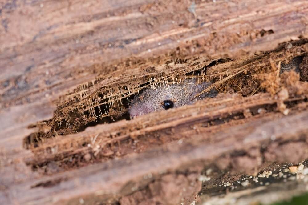 Brown mouse peeking through a gap in decaying wood